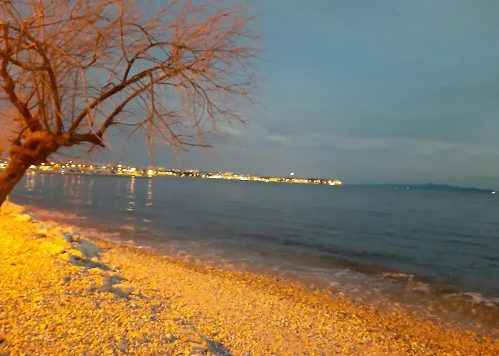 Aurelia Zadar