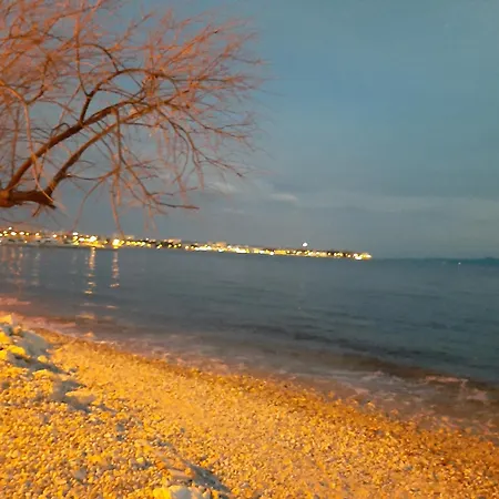 Aurelia Zadar